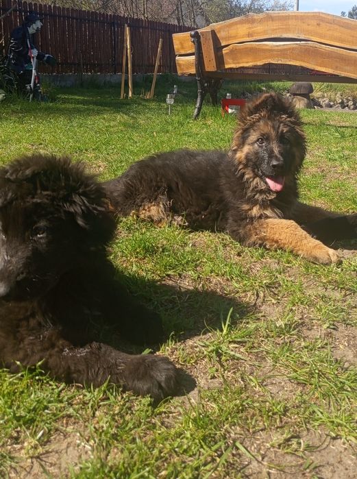 Szczeniak Owczarka Niemieckiego