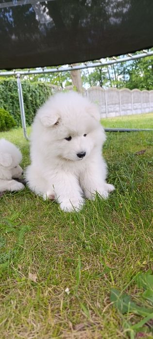 Samoyed szczenię sunia