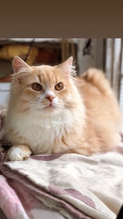 Отдам персикового пушистого кота, 1 год,,кастрирован,  привит