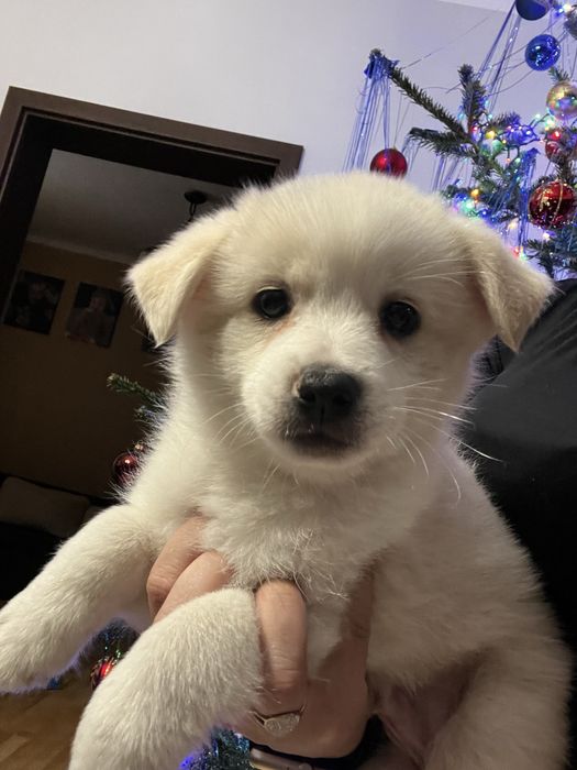 Oddam w dobre rece male pieski po malych rodzicach