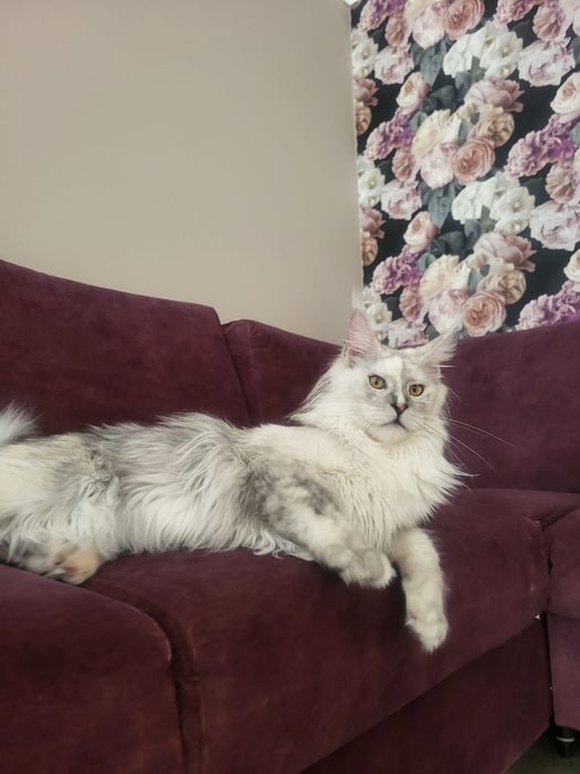 Kotka Maine Coon