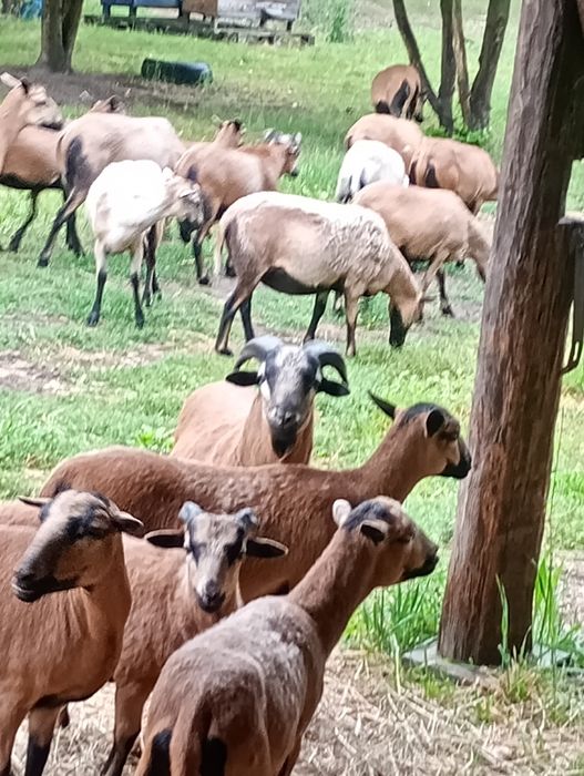 Sprzedam tryka do rozpłodu