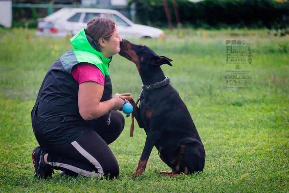 Дрессировка собак на площадке, индивидуальные занятия, группа