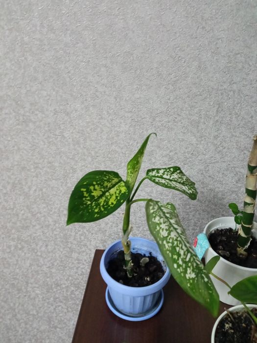 Дефенбахії різних видів та розмірів