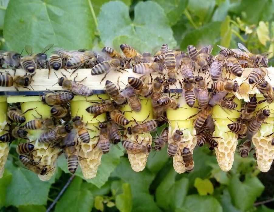 Czerwiące matki pszczele