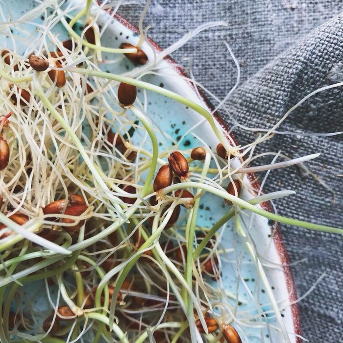 ЗЕРНА СЕМЕНА. Набори для мікрозелені EasyGreen брокколи овёс пшеница