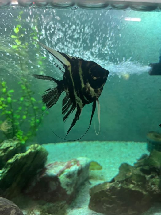 Ryby skalary do akwarium