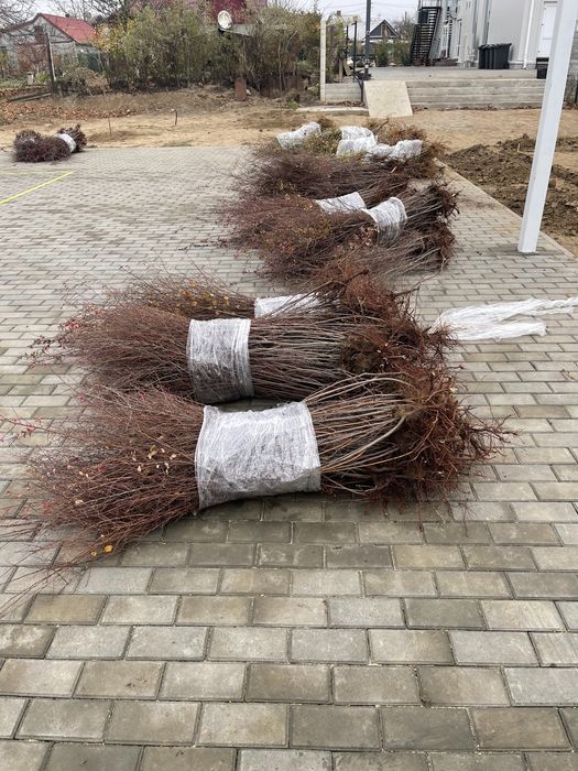 Кустарник куст спірея вангута, спирея,невеста