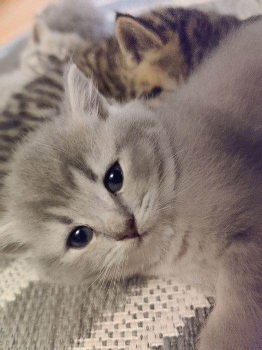 Британське кошеня