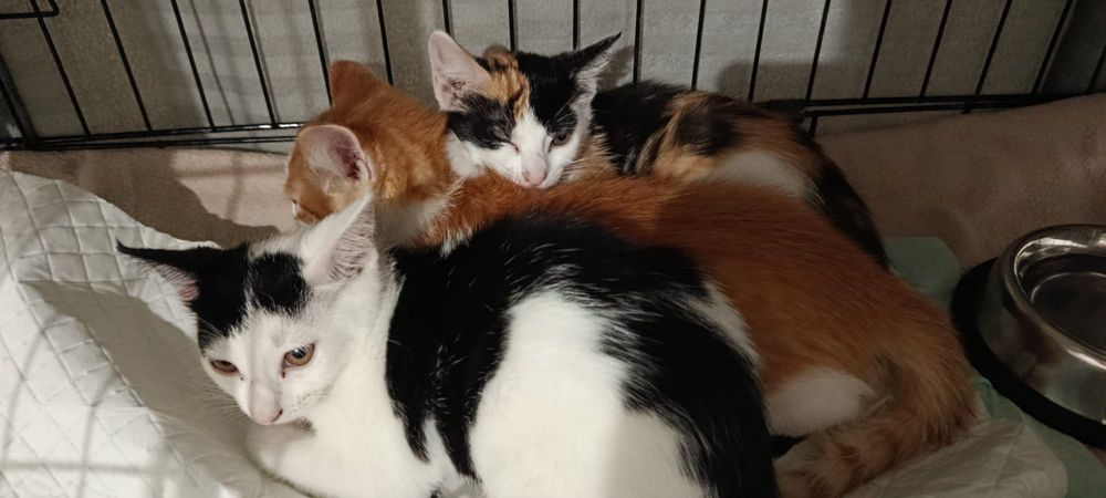 Gatinhos bebés adoção responsável