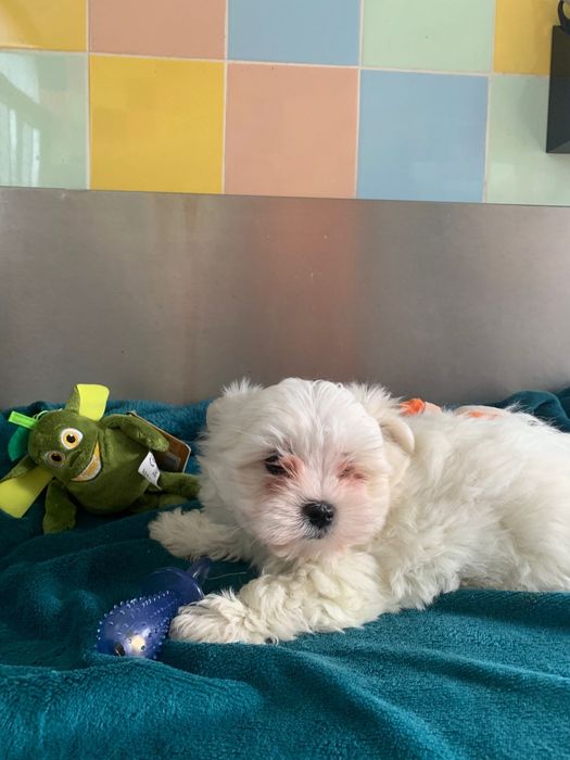 Bichon maltês menino