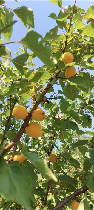 Терміново! Продам земельну ділянку с. Жуки, Тахтаулово