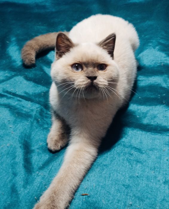 Чистокровні кошенята Шотландської породи