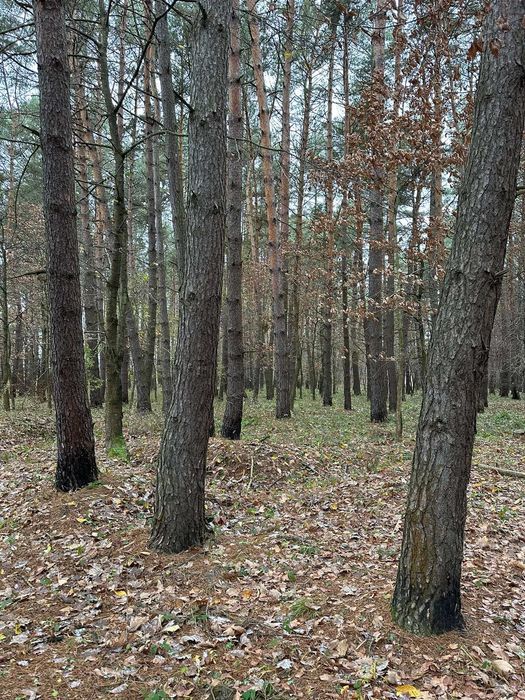 Продаж земельної ділянки в смт.Брюховичі (33 сот.) БЕЗ КОМІСІЇ