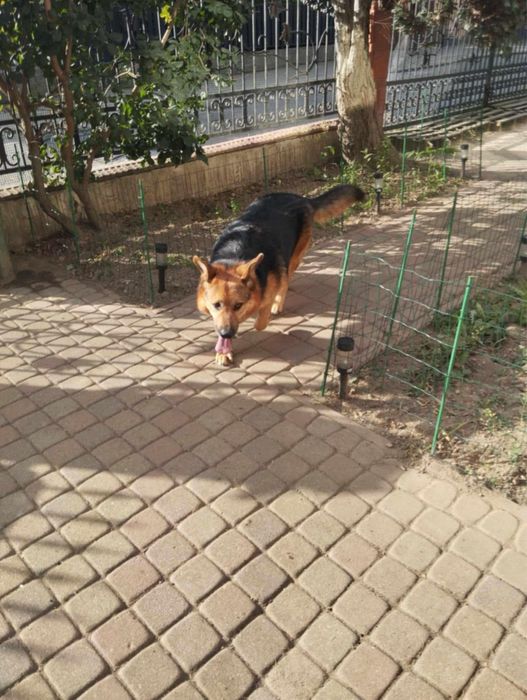 Uroczy Iwo szuka domku