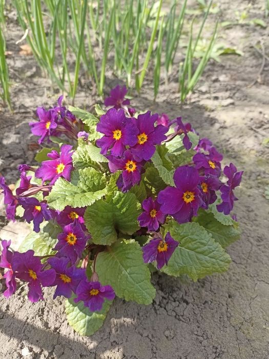 Продаю квіти самовивіз