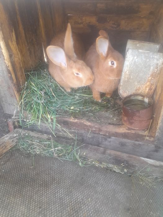 Робочий самець породи бургундія.