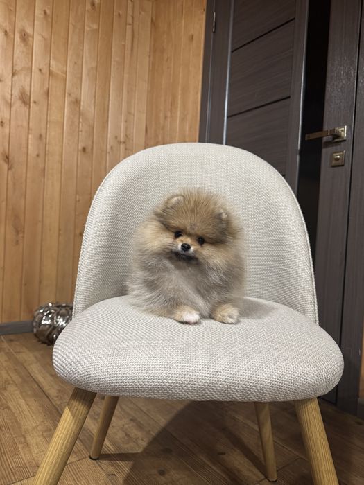 Померанський шпіц 3 міс хлопчик оранж