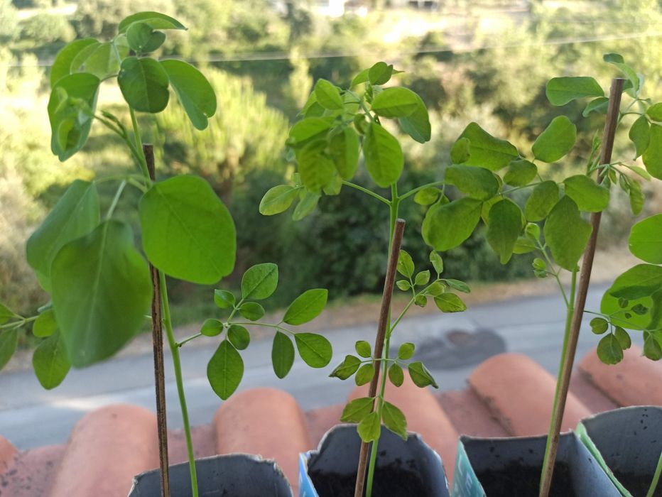Plantas moringas orgânicas