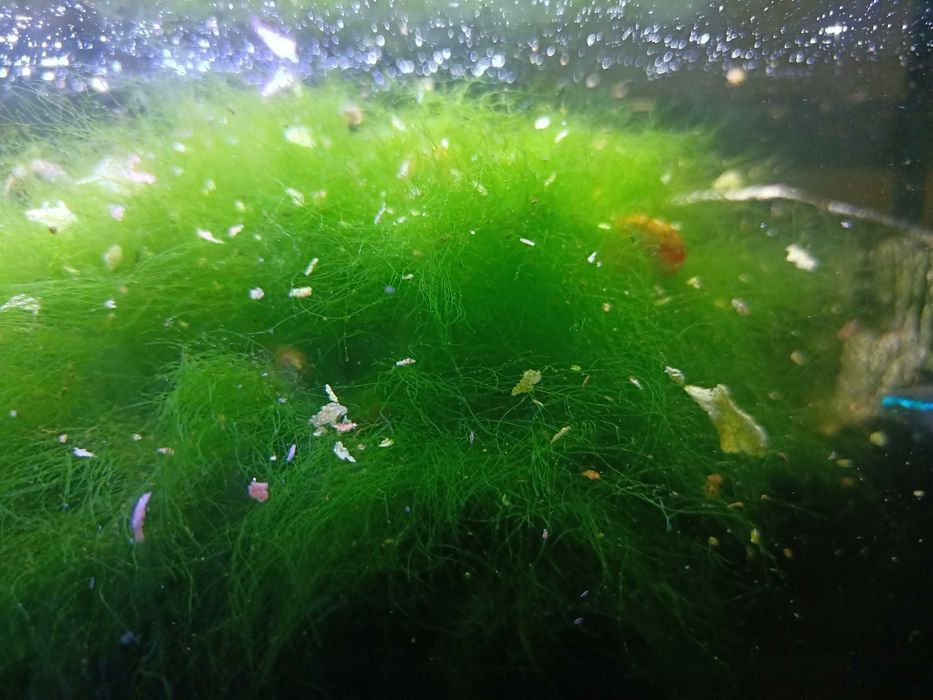 Mech akwariowy -arimo.