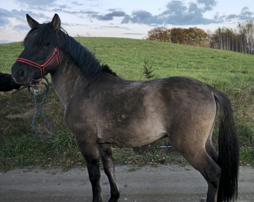 Konik polski ogier z licencją