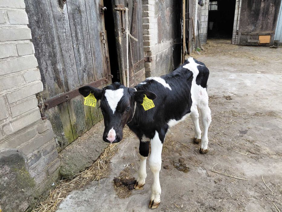 Byczki ponad 3 tygodnie jedzą siano i musli