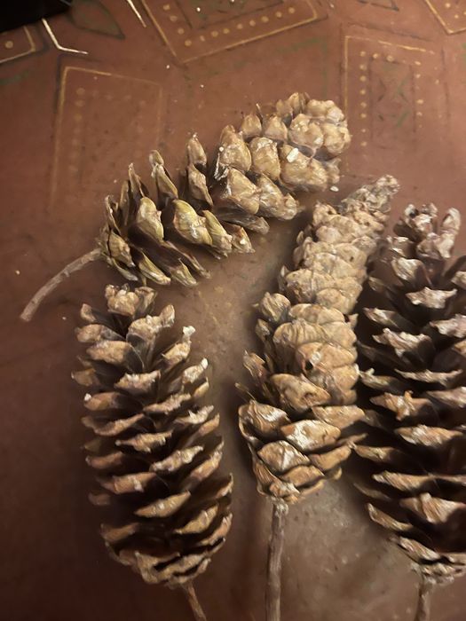 Литая заснеженная гирлянда. Шишки сосновые, шишки кедровой сосны