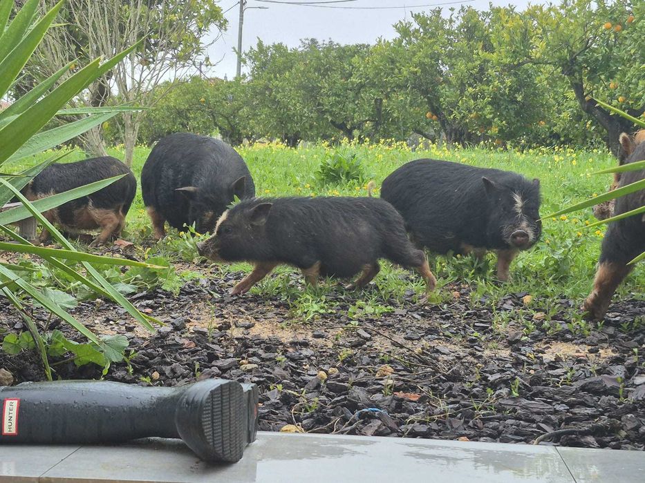 Porcos Pot Belly / Vietnamitas - 12 Disponíveis! Barato - SB Messines