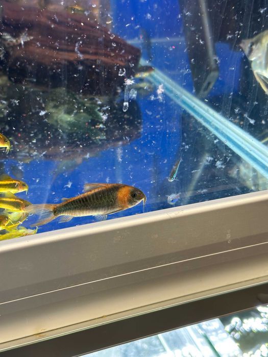 Kirys Corydoras Eques 5cm dorosły