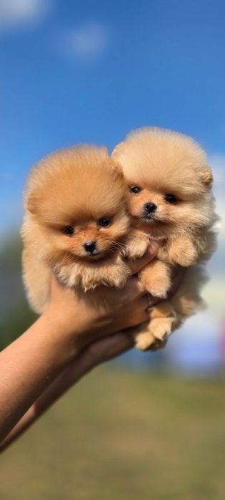 Шпиц Померанский