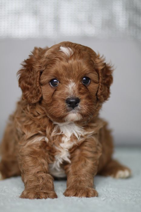 *** Cavapoo śliczny***