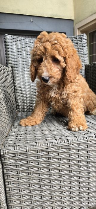 Cockapoo/ dziewczynka