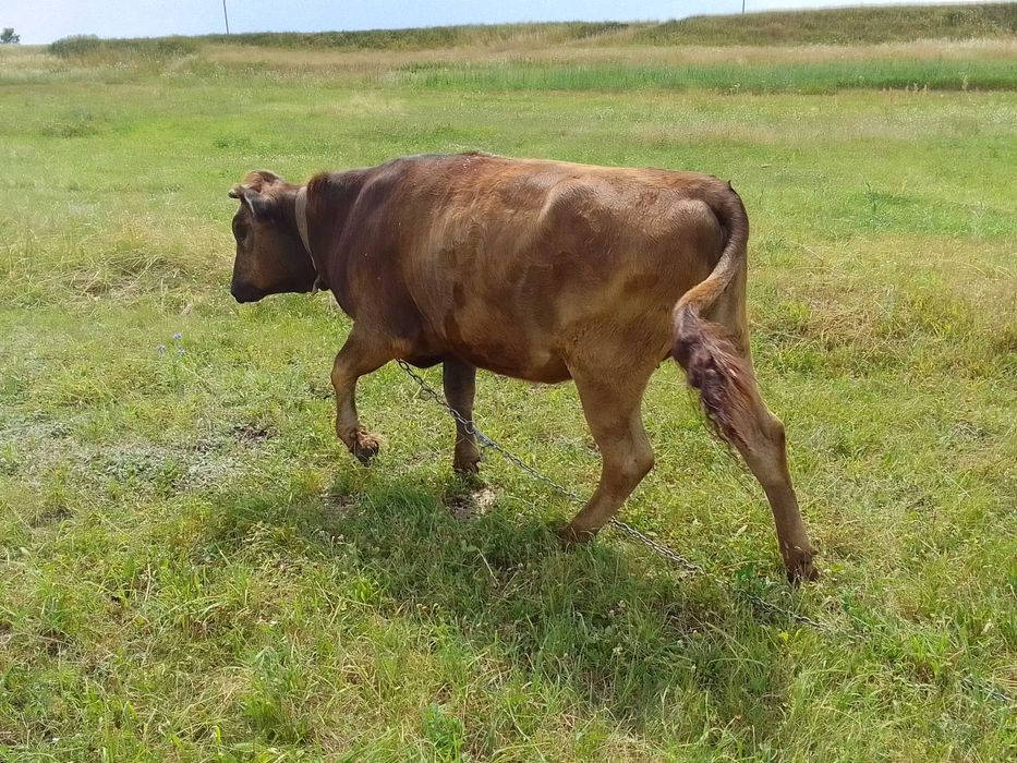 ПРОДАМ тельну Телыцю