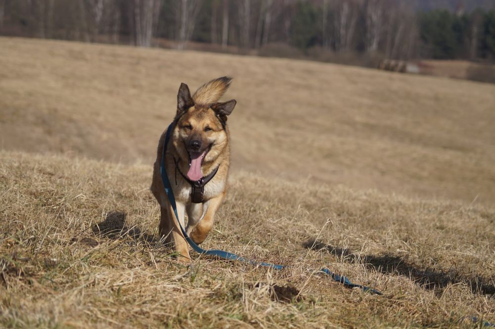 Ivan oaza spokoju do adopcji