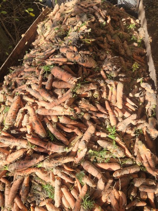 Marchew luzem workowana buraki