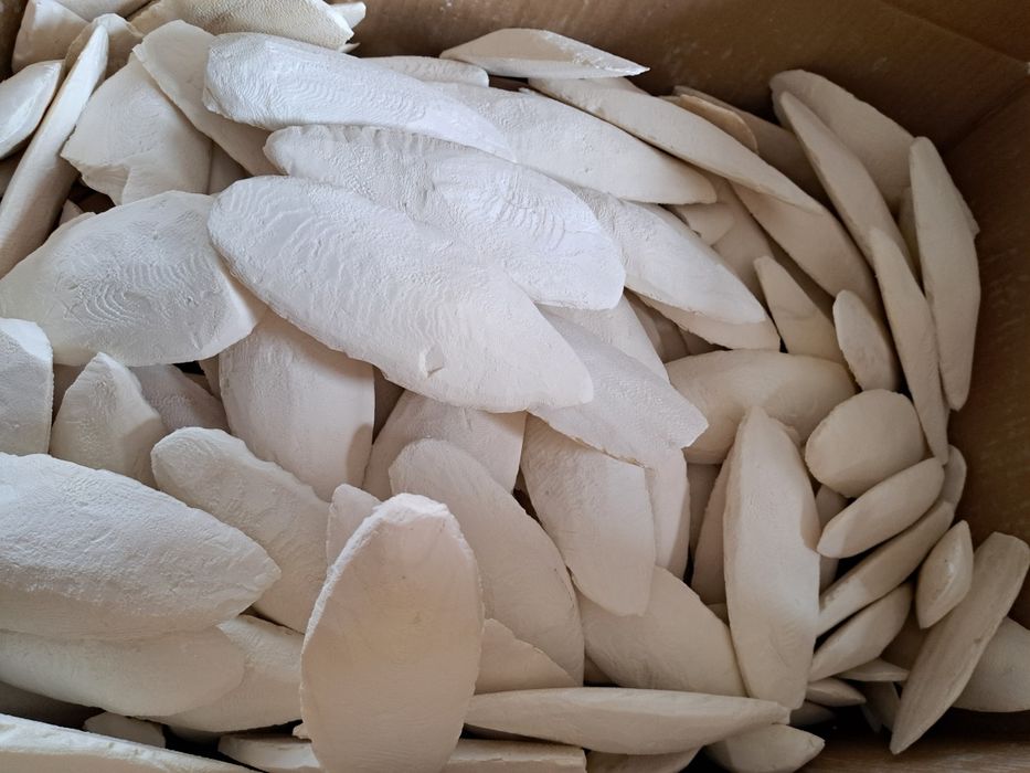 SEPIA NATURALNA 18-20 cm, 6 zł/szt, 60 zł za 10 szt papuga,ślimak,żółw