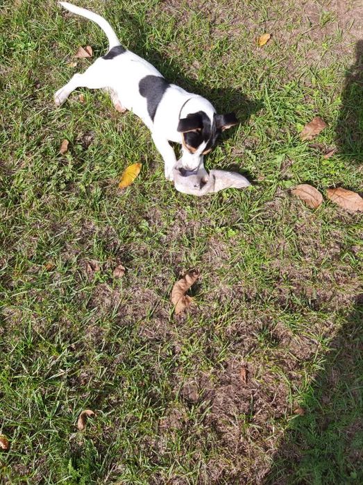 Oddam Pieska Jack Rassel Terrier