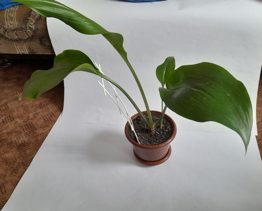 Эухарис амазонская лилия