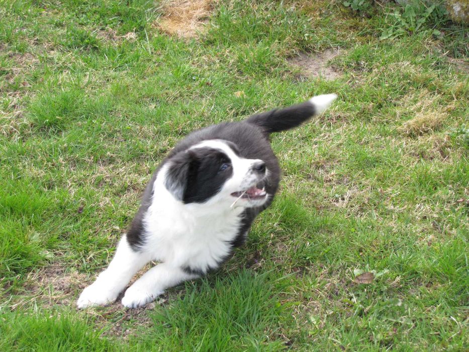 Szczeniak Border Collie