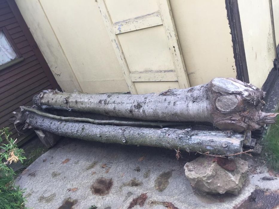 Trzy pnie drzew iglastych, drewno na opał