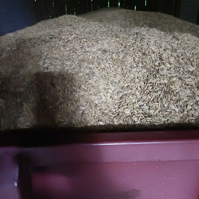 Sprzedam owies ładny czysty