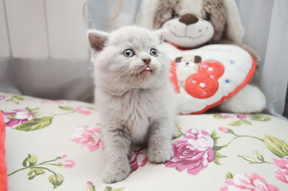 Чистокровні хлопчики.голубий,та ліловий