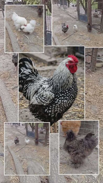 Sprzedam kury ozdobne brahmy weidelot silki