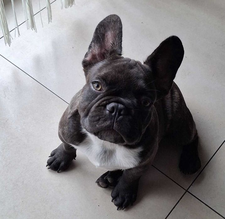 Француский бульдог дівчинка 3 роки стерилізована! Шукаєте свою родину