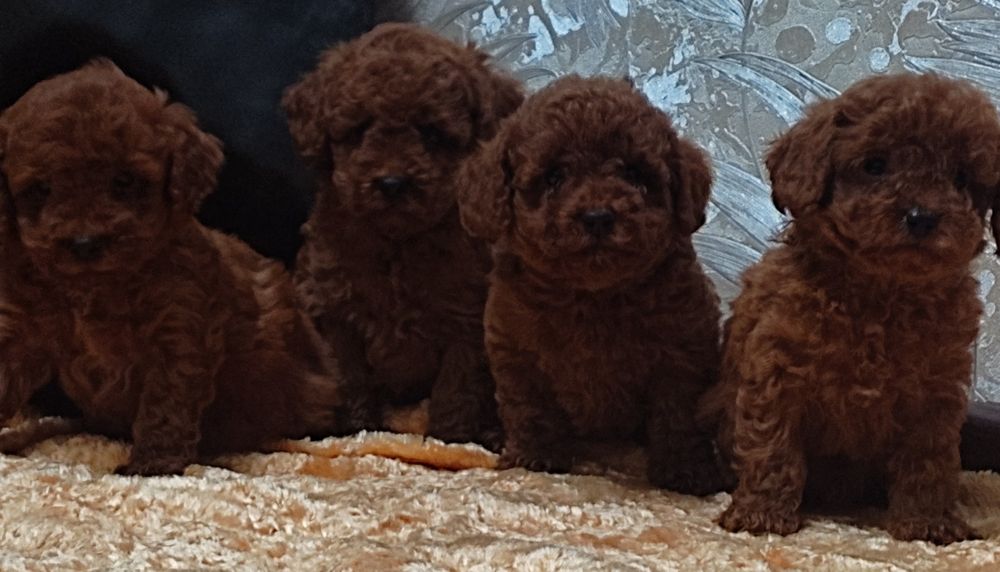 Той пудель мальчики и девочки 2 месяца