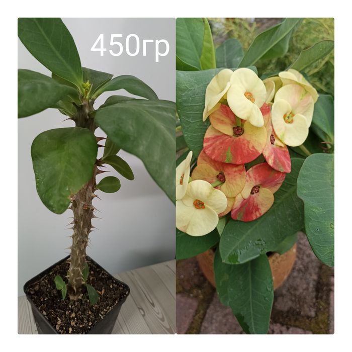 Молочай Міля великоквітковий