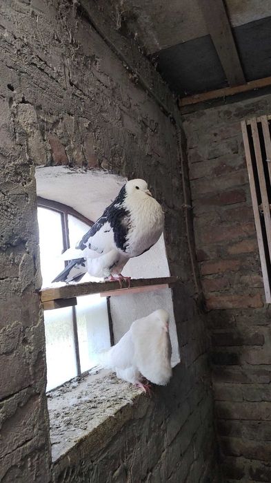 Gołębie garłacze heskie