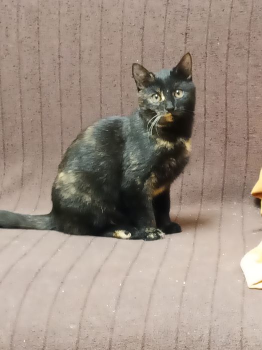 Oddam kocięta do adopcji