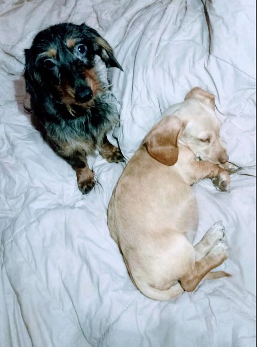 Дві незвичайні красуні.