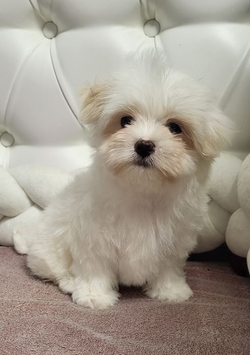 Хлопчик мальтезе у продажу